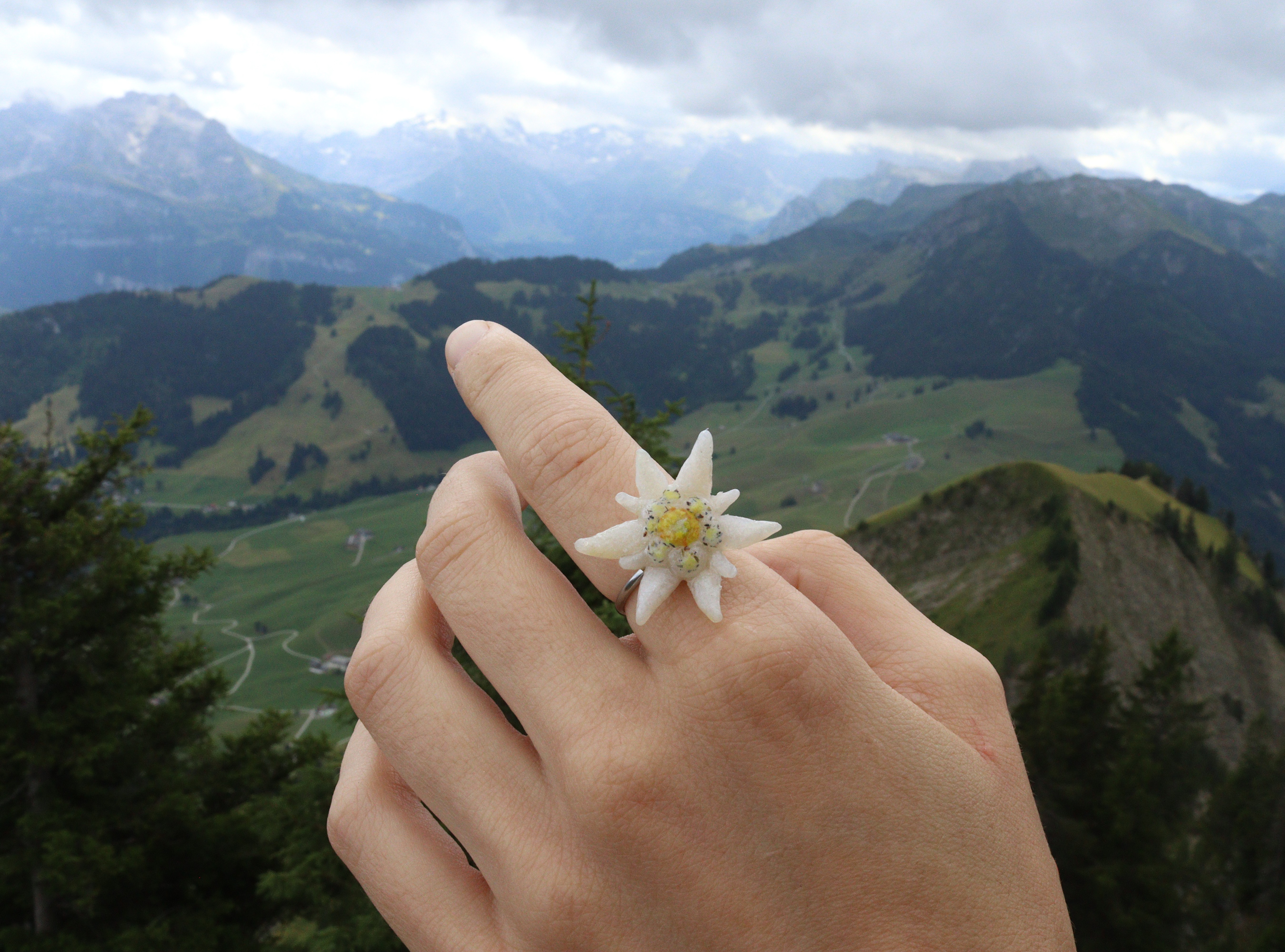 Edelweiss