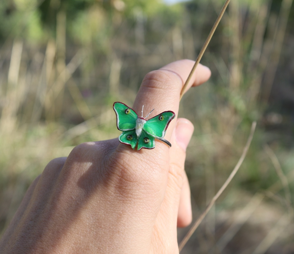 Papillon lune