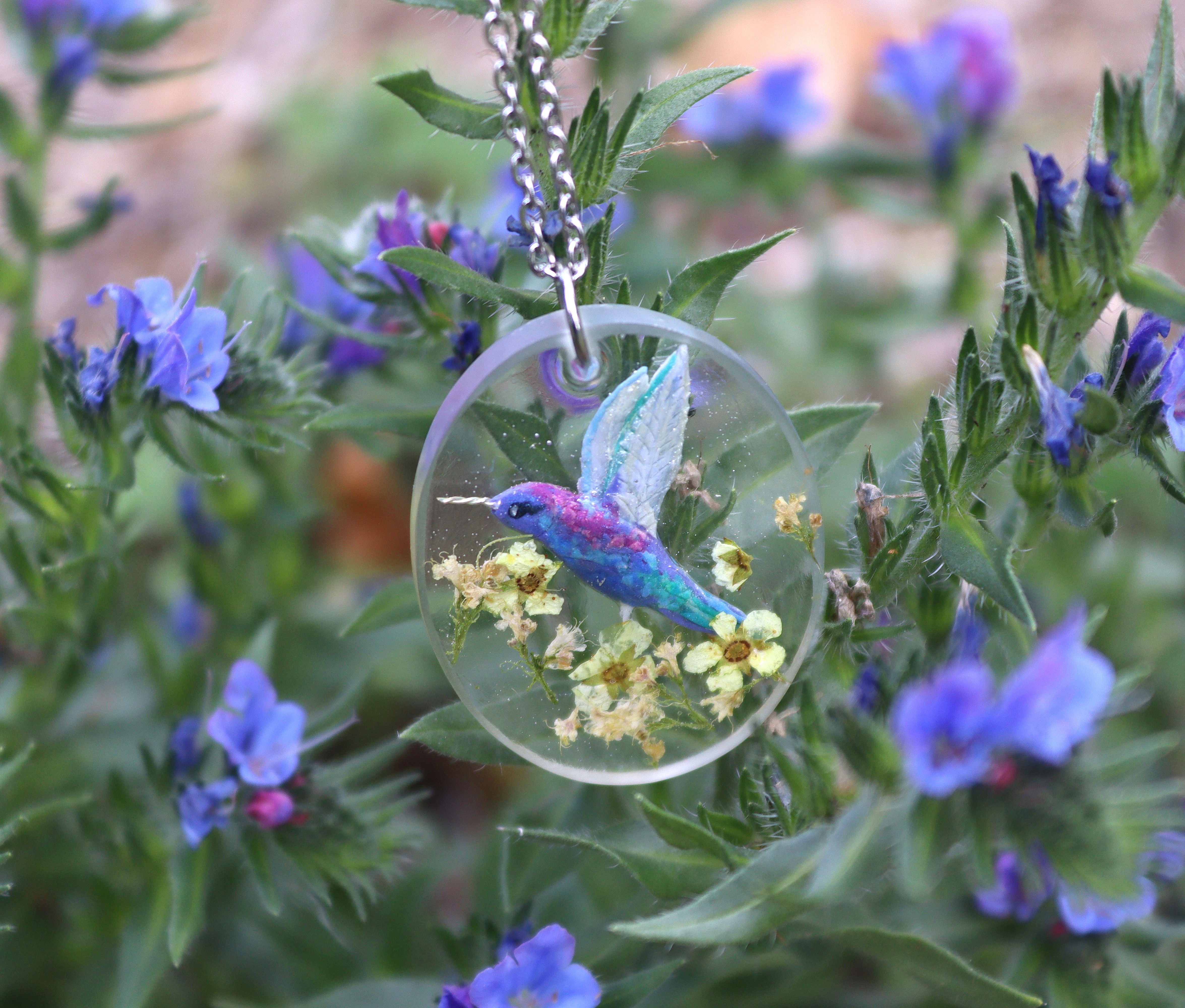Colibri d'Anaïs